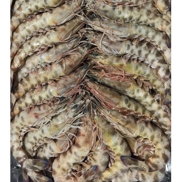 LANGOSTINO TIGRE Nº 4 ABORDO