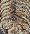LANGOSTINO TIGRE Nº 4 ABORDO
