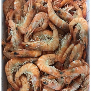 LANGOSTINO COCIDO CALIMAR