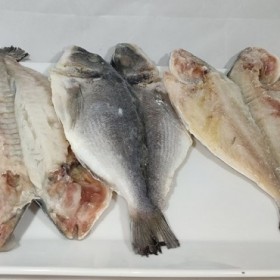 LUBINA ABIERTA