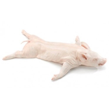 COCHINILLO ENVASADO AL VACIO