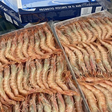 GAMBA BLANCA EXTRA