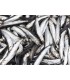 BOQUERON DEL MEDITERRANEO