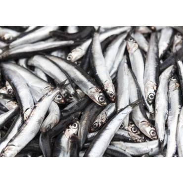 BOQUERON DEL MEDITERRANEO