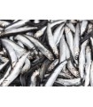BOQUERON DEL MEDITERRANEO