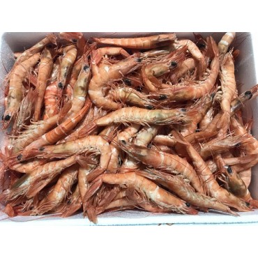 GAMBA COCIDA CALIMAR